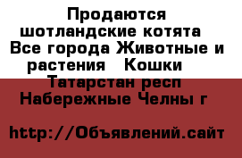 Продаются шотландские котята - Все города Животные и растения » Кошки   . Татарстан респ.,Набережные Челны г.